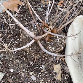 Photo of the plant species Coral Aloe by @ChirpyCowpoison named Marilyn on Greg, the plant care app