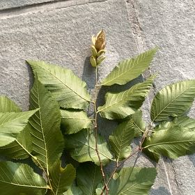 Photo of the plant species American Beech by @ChirpyCowpoison named Beckham on Greg, the plant care app