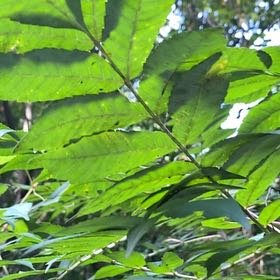 Photo of the plant species Smooth Sumac by @ChirpyCowpoison named Willow on Greg, the plant care app
