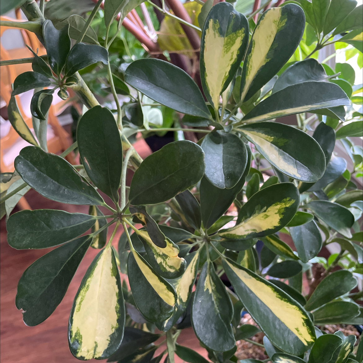 Photo of the plant species Umbrella Tree 'Charlotte' by @PottedParadise named Bob Marley on Greg, the plant care app