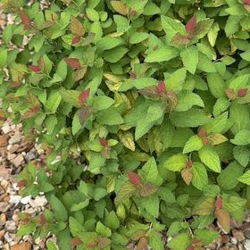 Photo of the plant species Japanese Meadowsweet by @PlenteousLychee named Zeus on Greg, the plant care app