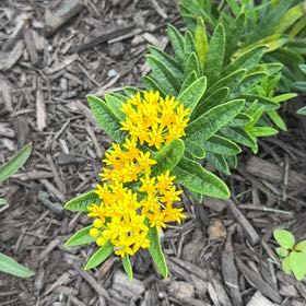 Photo of the plant species Butterfly Weed by @PlenteousLychee named Aristotle on Greg, the plant care app