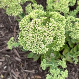 Photo of the plant species Witch's Moneybags by @PlenteousLychee named Anne on Greg, the plant care app