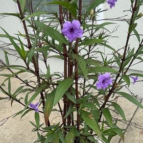 Photo of the plant species Mexican Bluebell by @PlenteousLychee named Tree Diddy on Greg, the plant care app