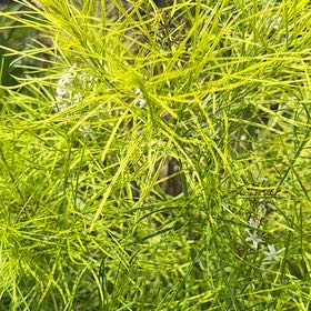 Photo of the plant species Dog Fennel by @PlenteousLychee named Ulysses S Plant on Greg, the plant care app