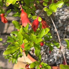 Photo of the plant species Pomegranate by @PlenteousLychee named Prince on Greg, the plant care app