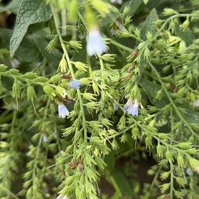 Photo of the plant species Common Flax by @PlenteousLychee named Beckham on Greg, the plant care app