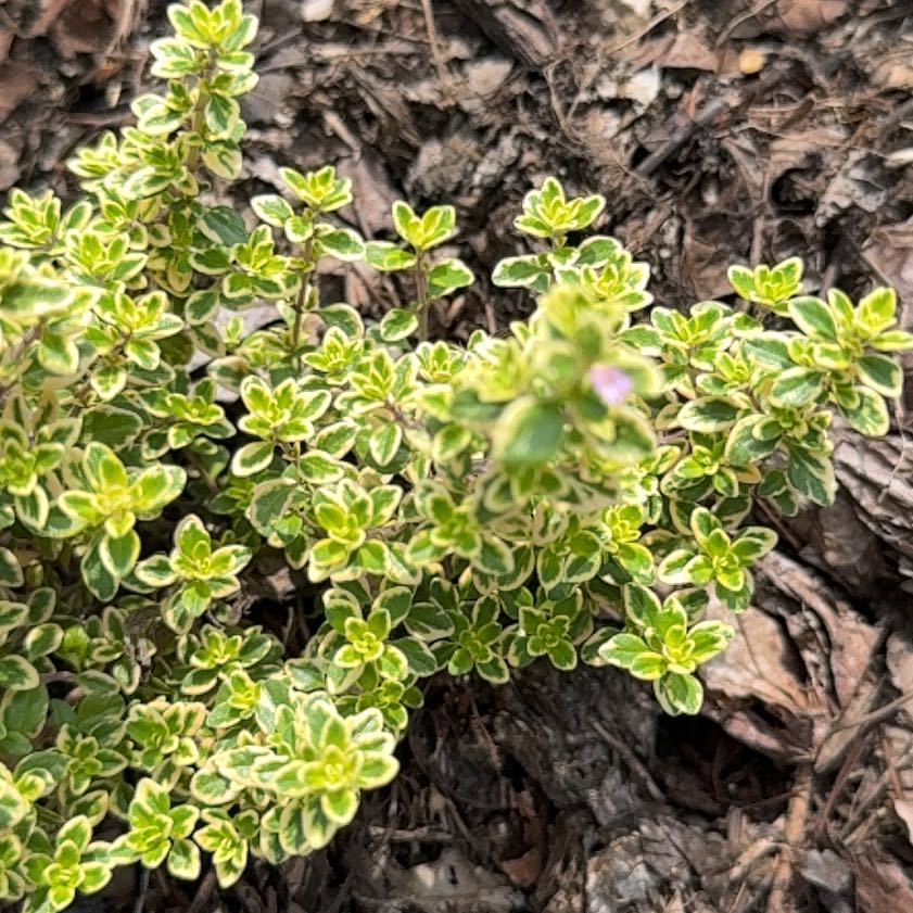 Photo of the plant species Rockspray Cotoneaster by @PlenteousLychee named Captain Plant-it on Greg, the plant care app