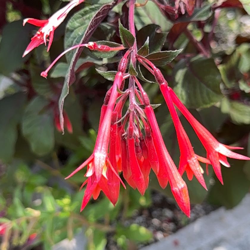 Photo of the plant species Bolivian Fuchsia by @PlenteousLychee named Kendall on Greg, the plant care app