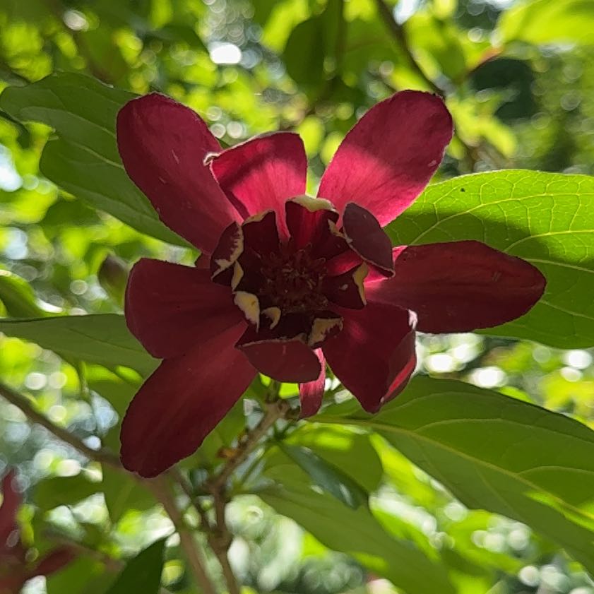 Photo of the plant species Carolina Allspice by @PlenteousLychee named Anne on Greg, the plant care app