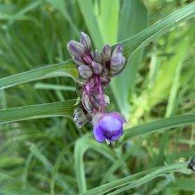 Photo of the plant species Ohio Spiderwort by @PlenteousLychee named Wall-E on Greg, the plant care app