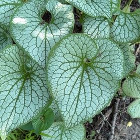 Photo of the plant species Brunnera Macrophylla by @PlenteousLychee named Luna on Greg, the plant care app