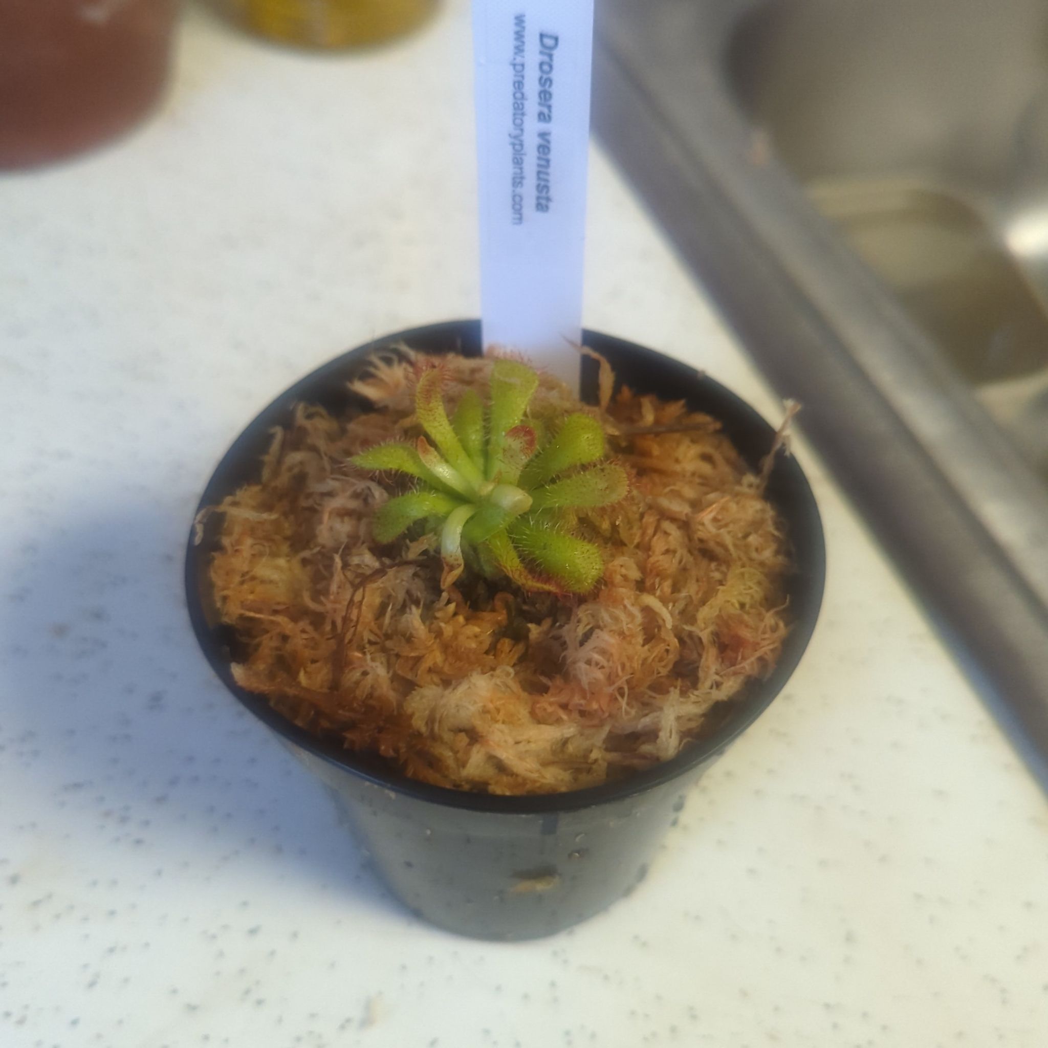 Photo of the plant species Sundew by @SecureAsianrice named Zion on Greg, the plant care app