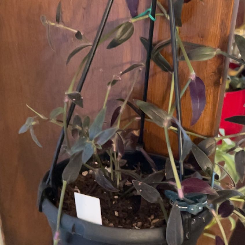 Photo of the plant species Gibasis 'Jose Puig' by @SuaveAnisetree named Terra on Greg, the plant care app