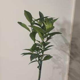 Photo of the plant species Meiwa Kumquat by @RichlyGreyalder named Girlfrond on Greg, the plant care app