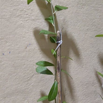 Photo of the plant species Vernonia Creeper by @ExoticTricolor named Gomez on Greg, the plant care app