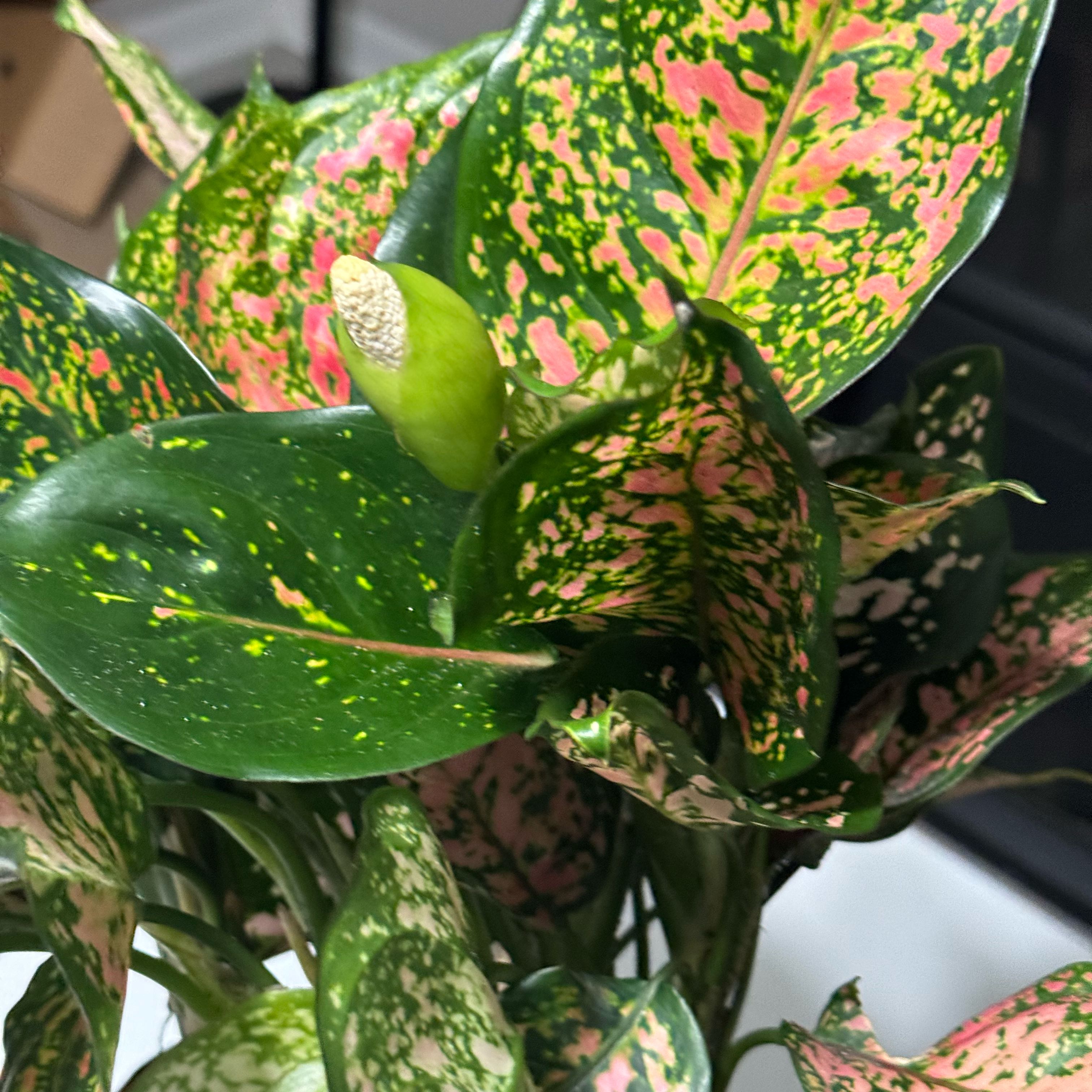 Photo of the plant species Aglaonema 'Ruby Ray' by @GoodySilvertree named Ruby Ray on Greg, the plant care app
