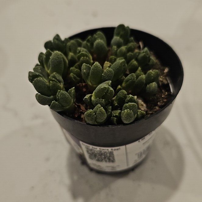 Photo of the plant species Kussingvygie by @NoblyImpatiens named Kukis on Greg, the plant care app