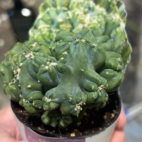 Photo of the plant species Ming Thing Cactus by Veronica named Coco on Greg, the plant care app