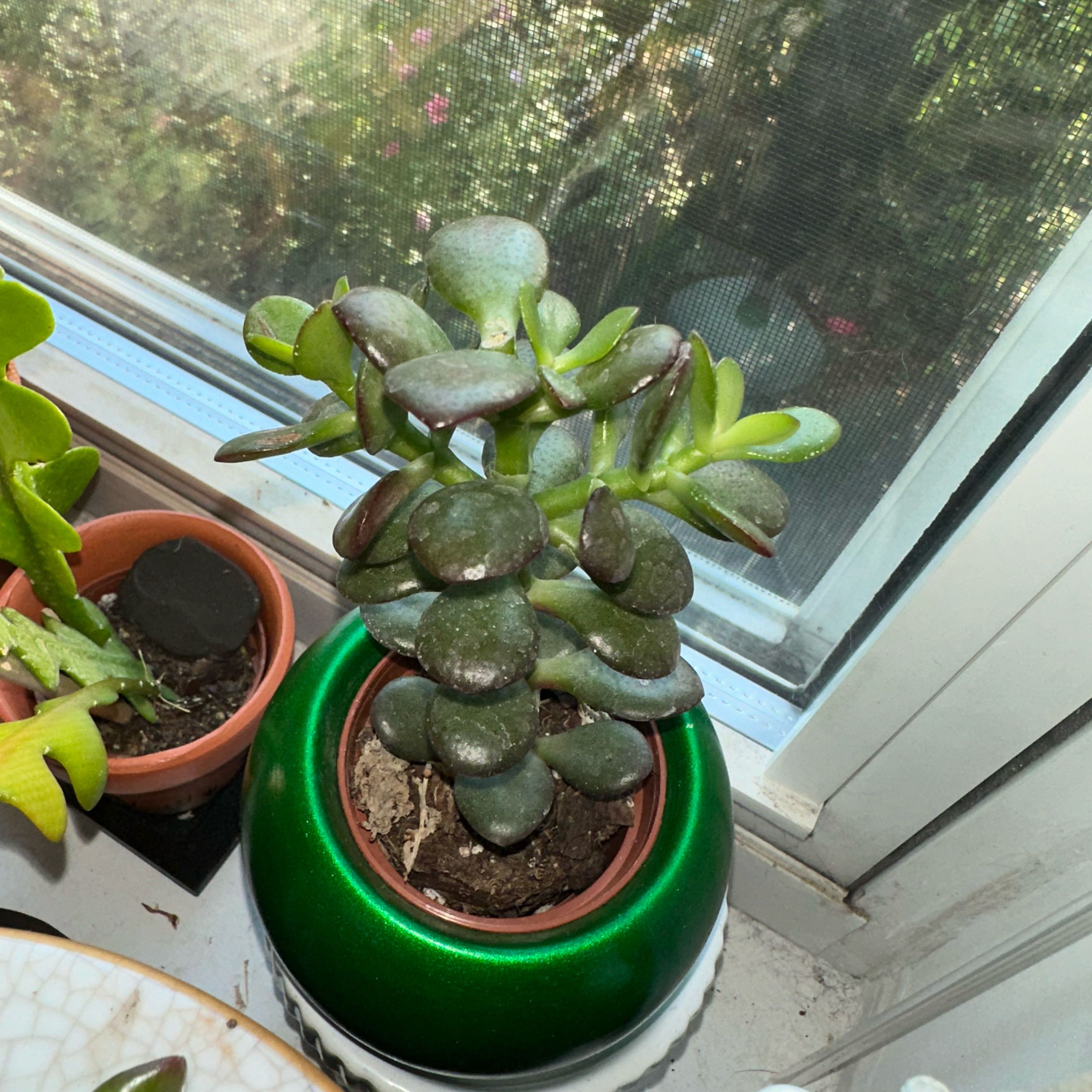 Photo of the plant species Miniature Jade Plant by @Cobwebthistle named Rudy on Greg, the plant care app