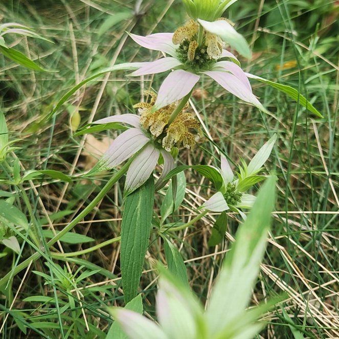 Photo of the plant species Lemon Bergamot by @KeenVinemaple named Morgan Treeman on Greg, the plant care app