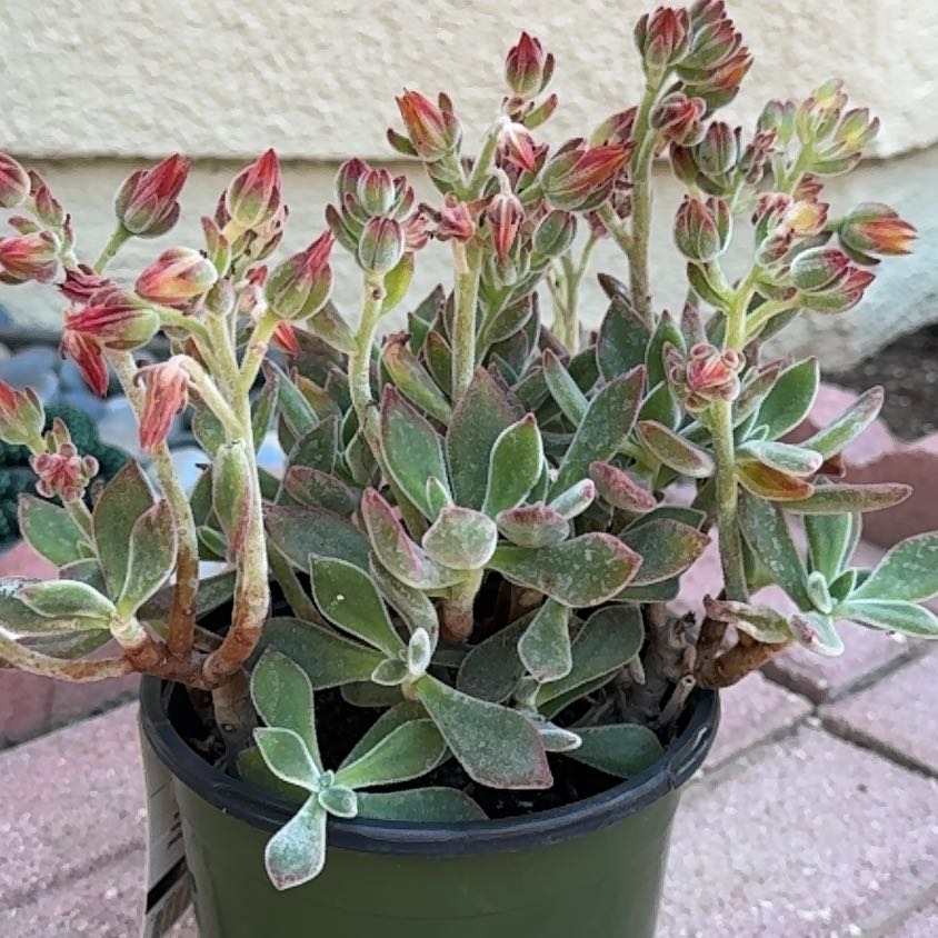 Photo of the plant species Echeveria 'Love's Light' by @ToughPigeonwood named Sherlock on Greg, the plant care app