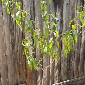 Photo of the plant species Hardired Nectarine Tree by @ToughPigeonwood named Fernie Saunders on Greg, the plant care app