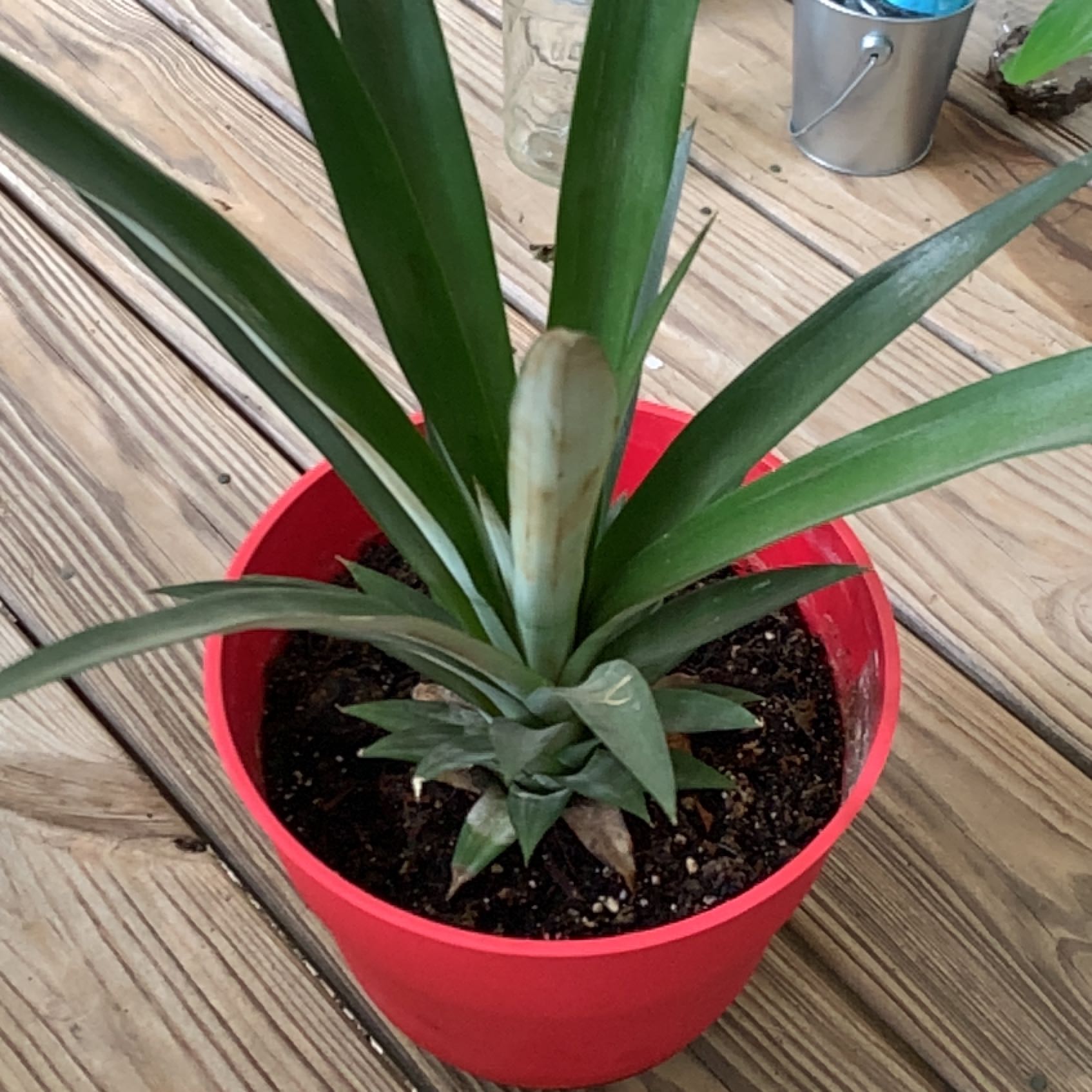Healthy young pineapple plant in a red pot sitting on a wooden deck, with long spiky green leaves and dark soil visible.