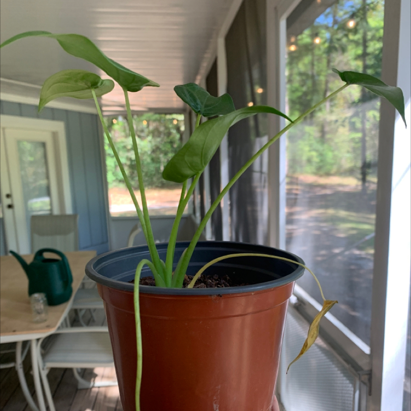Healthy Chinese Taro plant with large green leaves growing in a terracotta pot indoors near a window.