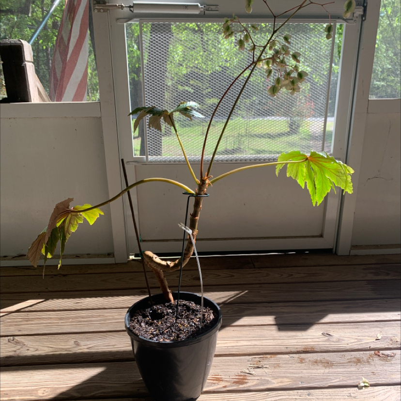 Potted Clubed Begonia plant with lobed leaves and small flowers near a window.