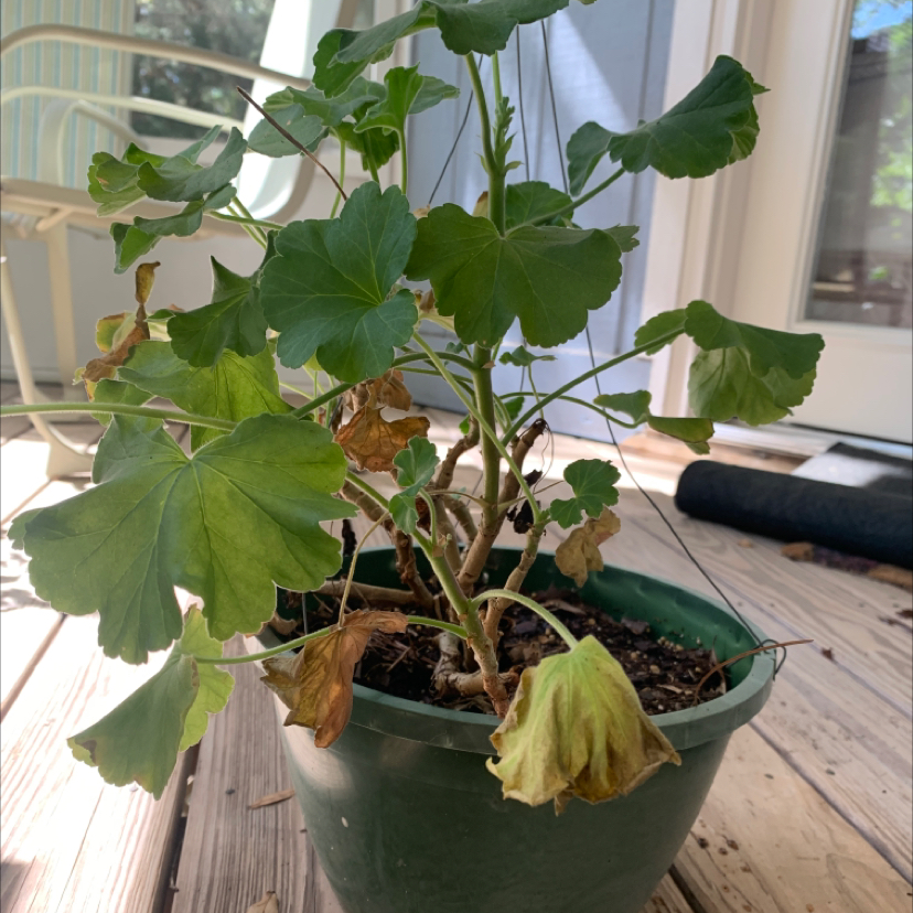 Potted Zonale Geranium with yellowing and browning leaves, indicating health issues.
