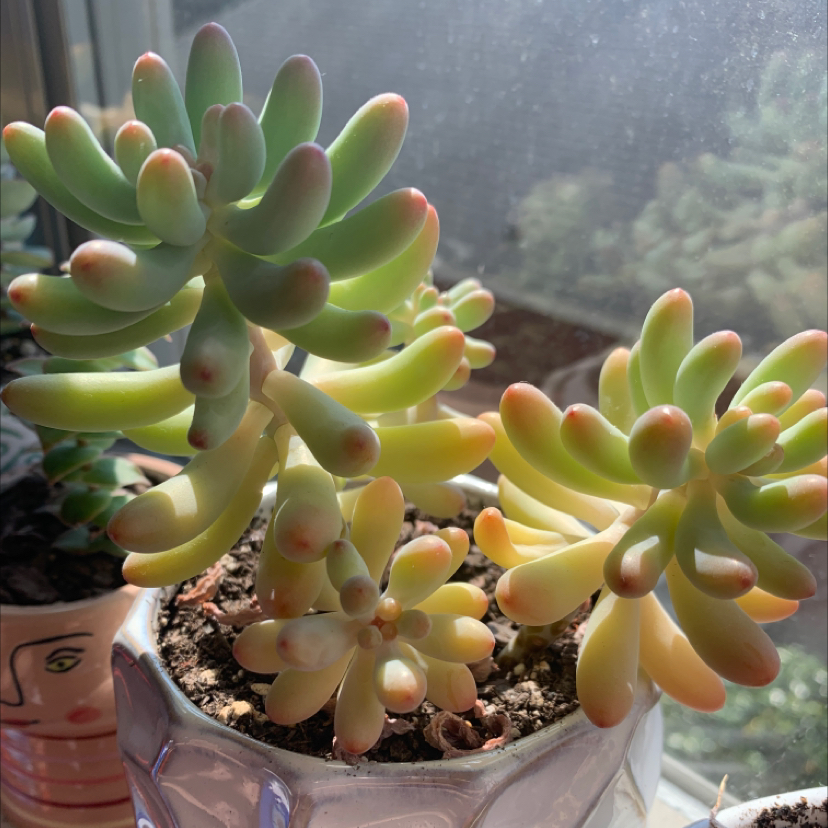 Jelly Bean Plant (Sedum rubrotinctum) in a pot with vibrant colors and visible soil.