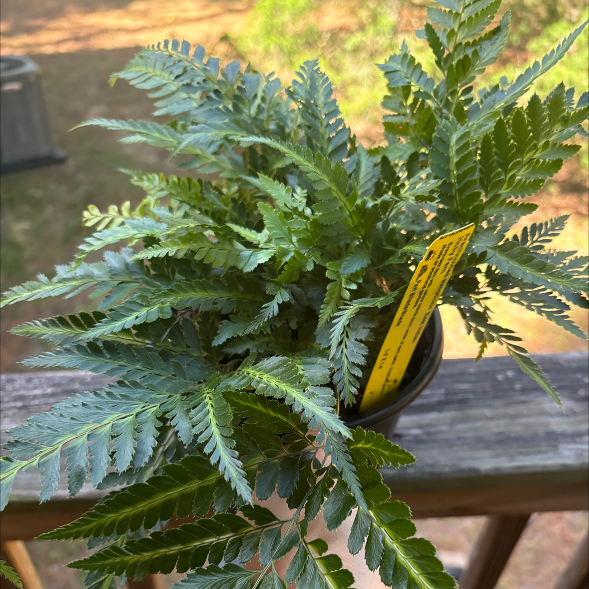 Photo of the plant species East Indian Holly Fern by @MarianaBoutwell named Kendall on Greg, the plant care app