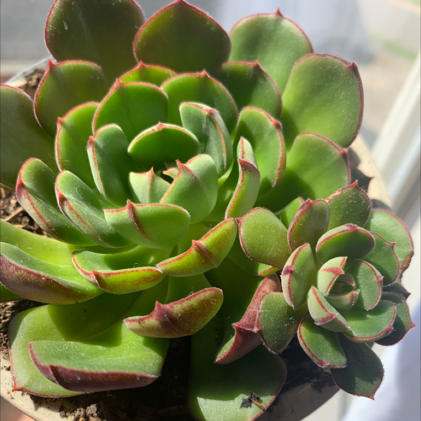 Healthy Haworth's Aeonium succulent with green leaves and red edges.