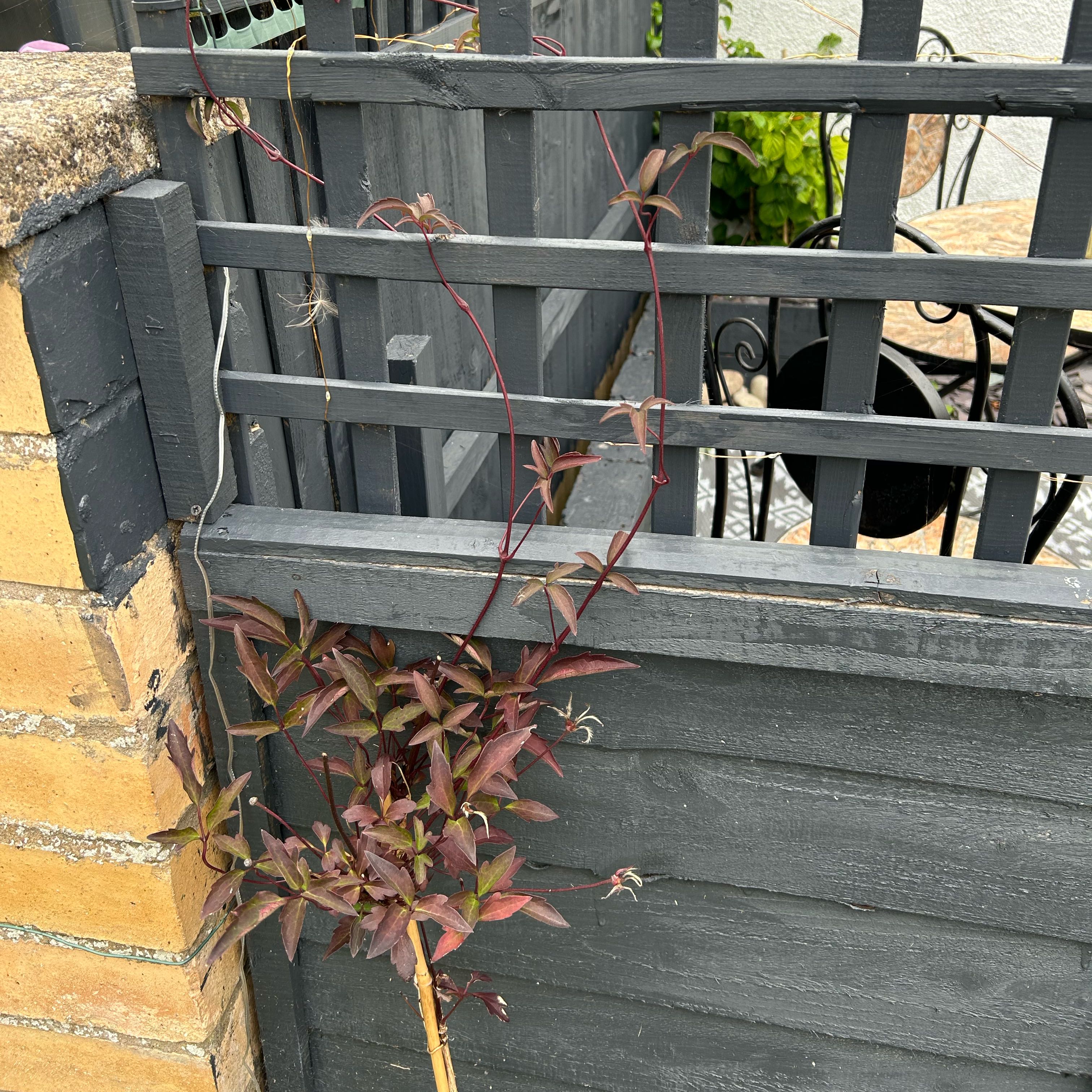 Photo of the plant species Anemone Clematis by @CrispCantaloupe named Chris on Greg, the plant care app