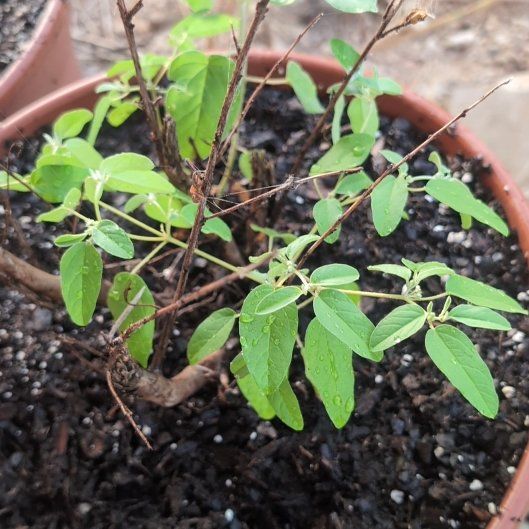 Photo of the plant species Tropic Croton by @AlertColocynth named Sonora on Greg, the plant care app