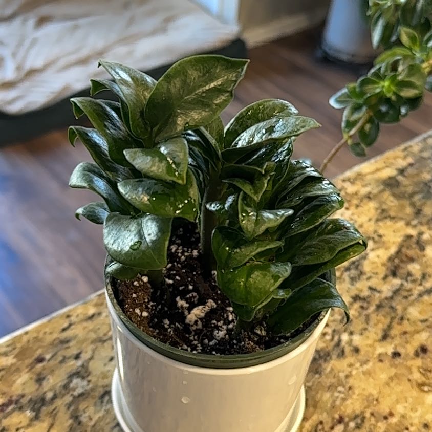 Photo of the plant species Dark Zamicro ZZ Plant by @SterlingRamsons named Bella on Greg, the plant care app