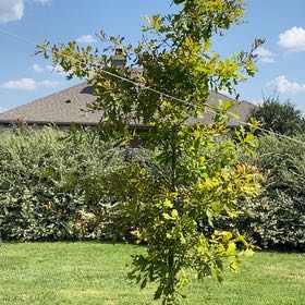 Photo of the plant species Overcup Oak by @TutorWildbasil named Scarlett on Greg, the plant care app