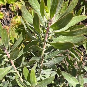 Photo of the plant species Pink Ice Protea by @OfficialFantasy named Rainier on Greg, the plant care app