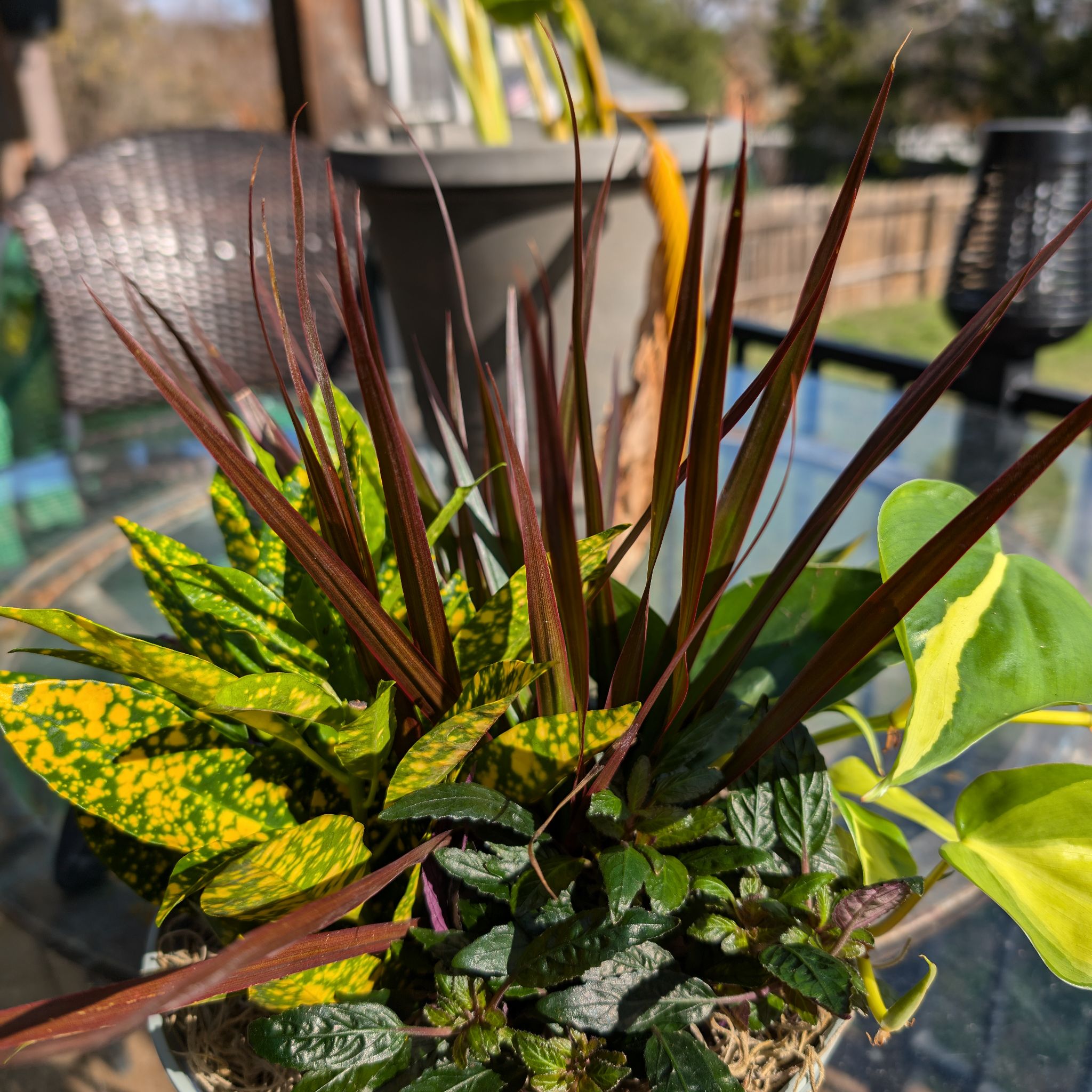Photo of the plant species Phormium 'Guardsman' by @TrySnowinsummer named Orwell on Greg, the plant care app