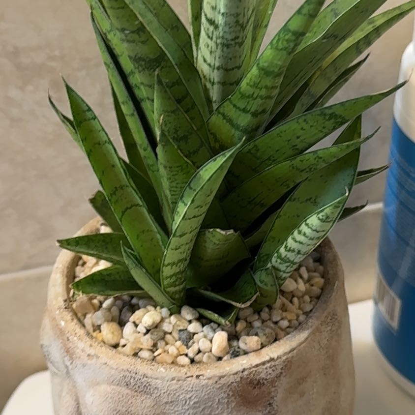 Photo of the plant species Tough Lady Snake Plant by @LiteraryRose named Darwin on Greg, the plant care app