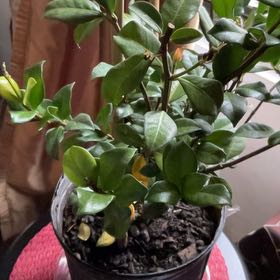 Photo of the plant species jasmine by @FitWaterlocust named Daphne on Greg, the plant care app