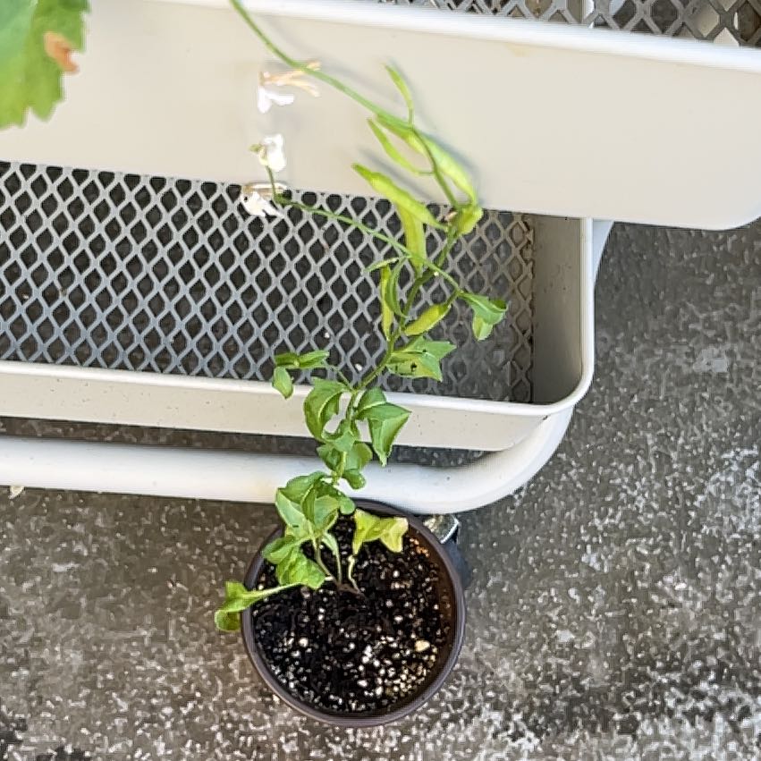 Photo of the plant species 野茉莉 by @ZappyTreeechium named Plato on Greg, the plant care app