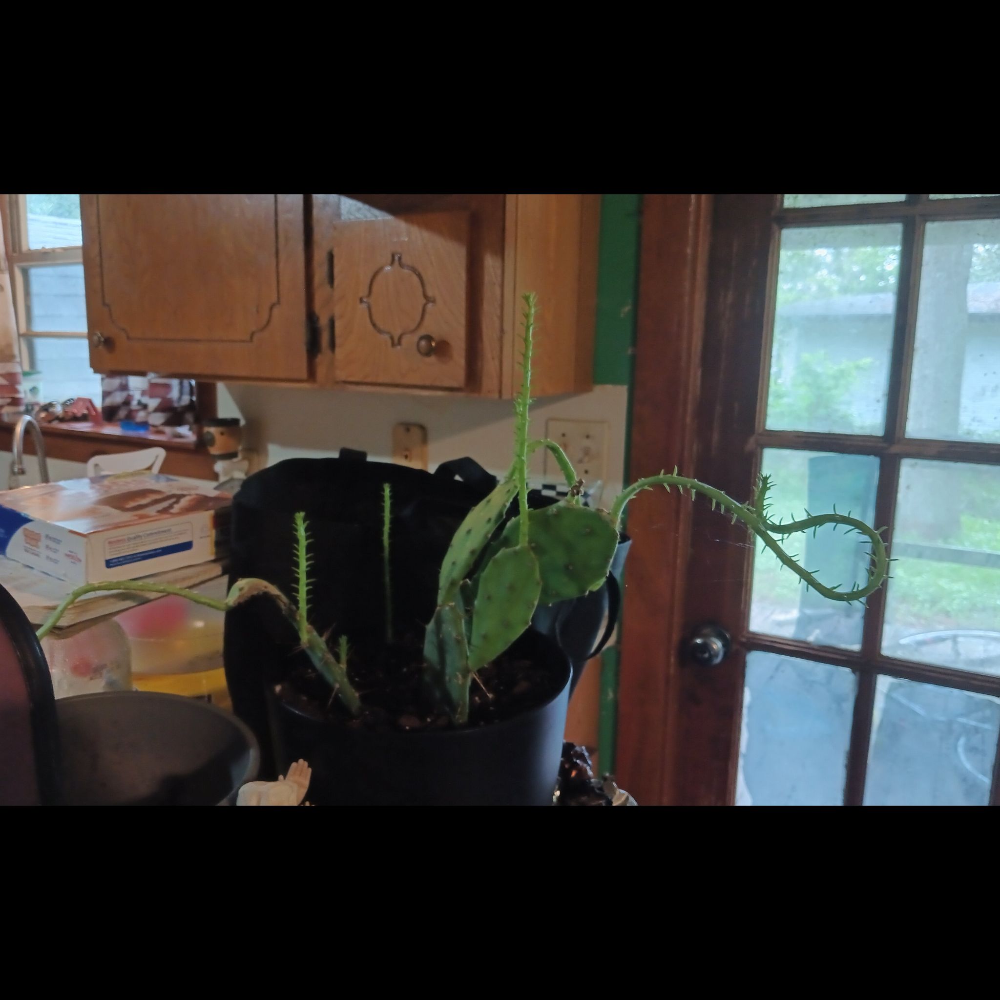 Photo of the plant species Opuntia 'Goblin' by @NewMonkeyladder named Glorp on Greg, the plant care app