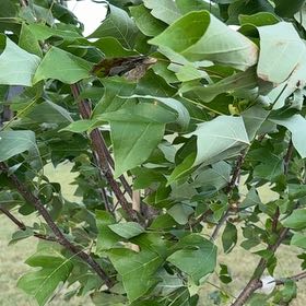 Photo of the plant species Tulip Poplar by @RewardingOrpine named Fernie Mercury on Greg, the plant care app