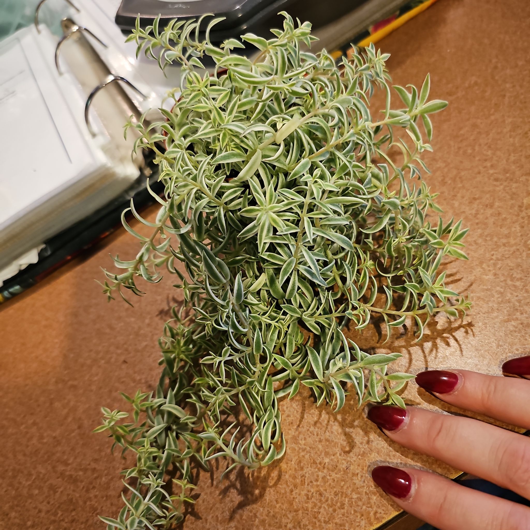 Photo of the plant species Variegated Stone Crop by @TryCoastalonion named Muhammad Ali on Greg, the plant care app