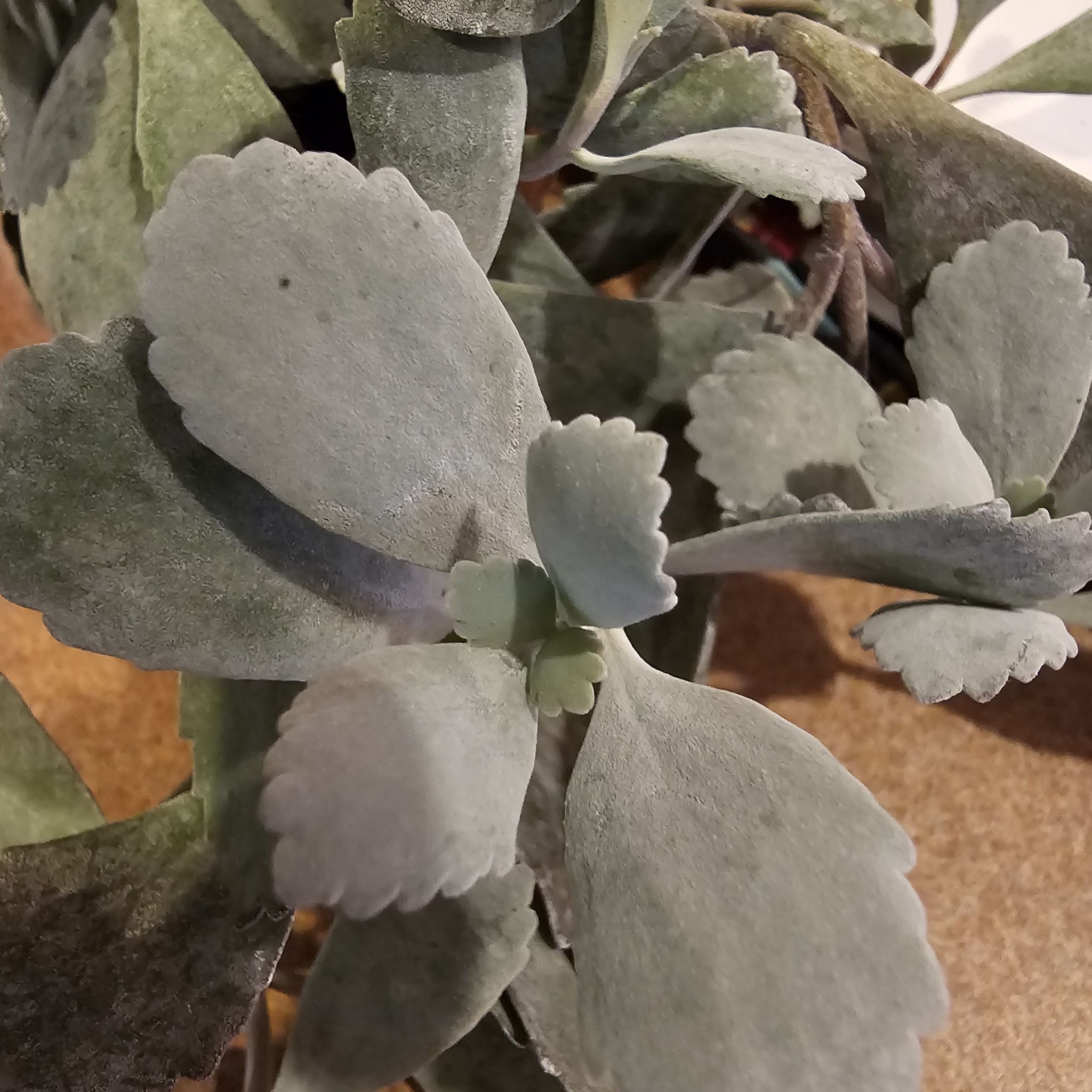 Photo of the plant species Flower Dust Plant by @TryCoastalonion named Navajo on Greg, the plant care app