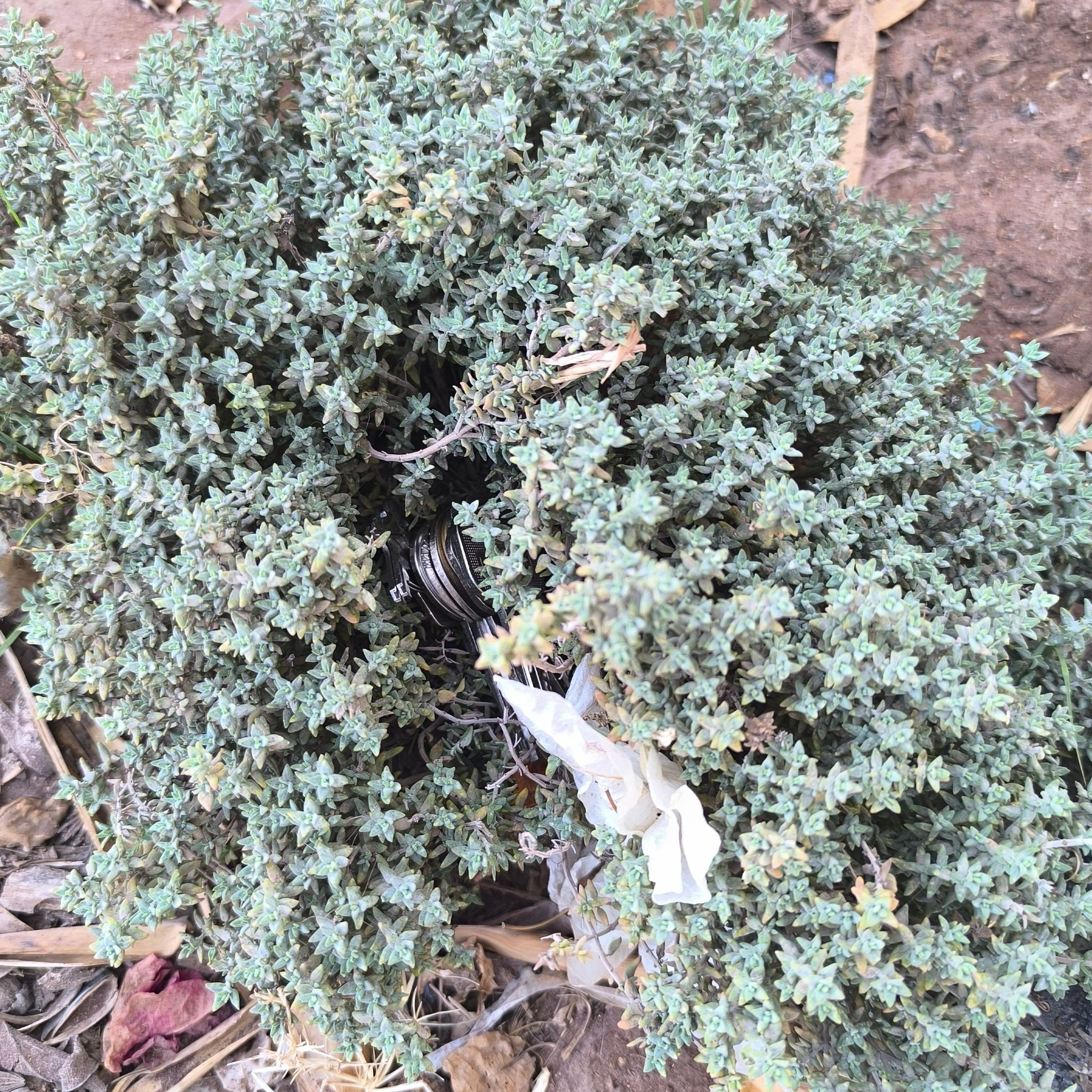 Photo of the plant species Strathmore Weed by @PeakMuntingia named Gobi on Greg, the plant care app