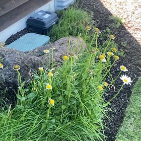 Photo of the plant species Globeflower by @SuaveSwitchcane named LiloStitch on Greg, the plant care app