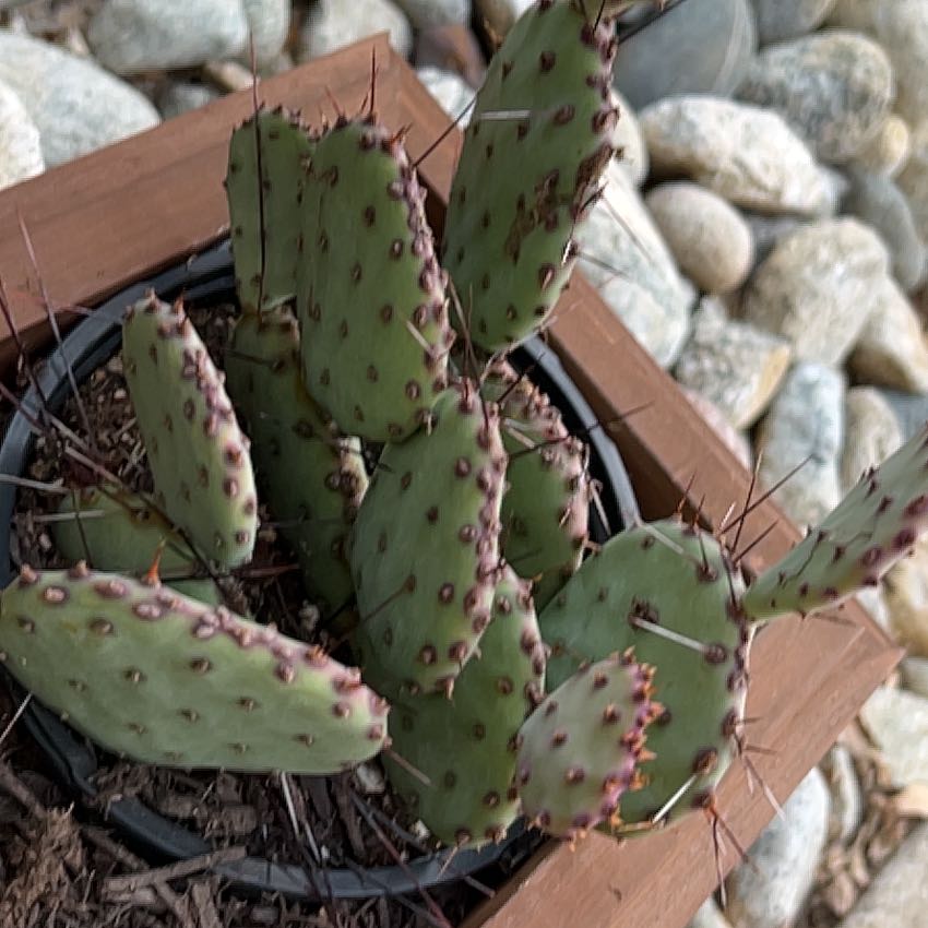 Photo of the plant species Prickly Pear Amethyst Wave by @SightlyLychee2 named G on Greg, the plant care app